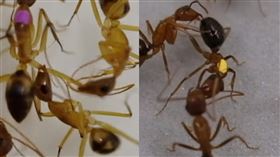▲木匠蟻會咬住受傷的腿拉扯，幫同伴緊急截肢。（圖／翻攝YT頻道New Scientist）