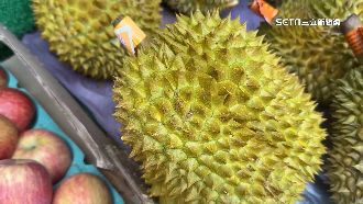 獨／台灣能種榴槤！新品種堪稱六星貓山王