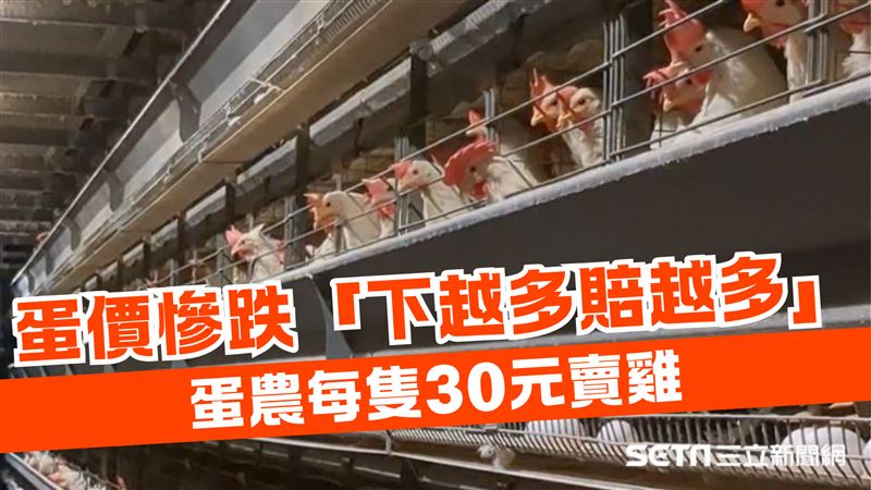 蛋價慘跌「月虧30萬」蛋農賣雞求生