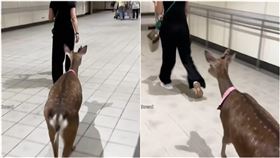 北捷驚見遛梅花鹿 圖/翻攝自threads