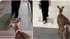 北捷運出現梅花鹿。（圖／翻攝threads）

