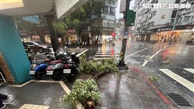 台北市莊敬路239巷口發生路樹倒塌事件。（圖／翻攝畫面）