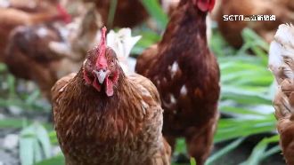 賣蛋雞求生？料將汰180萬隻 蛋農嘆補貼低