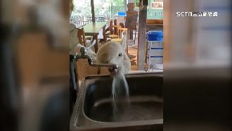 獨／全台高溫！熱到羊駝自己開水龍頭喝水