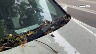 車停樹下不是好選擇？　專家：有嚴重後果