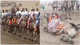  駱駝爆被「重量級遊客」騎死！敦煌月牙泉澄清：只是累趴（圖／翻攝自馬上樓、澎湃新聞）