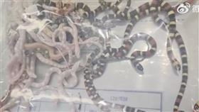 活體蛇,口袋,蛇,海關,大陸,走私,闖關 微博