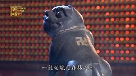 ▲老虎被視為森林之王，有勇猛的形象。（圖／寶島神很大）