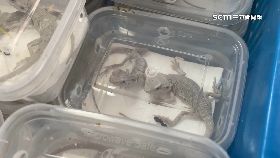 A走私活錦.龜1800