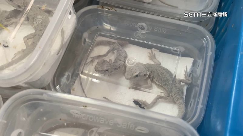金門海巡破走私　475公斤香菇＋543隻活龜