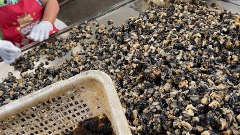 1隻含6千寄生蟲！中國爆賣假田螺下肚恐亡