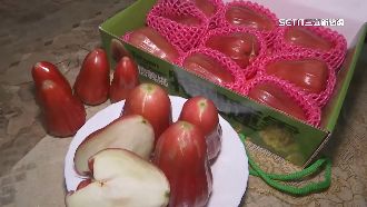 「巨無霸蓮霧」吃奶粉長大　每顆重300克