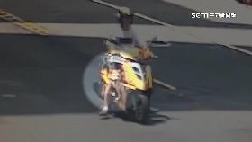 文 柴犬霸王車1200