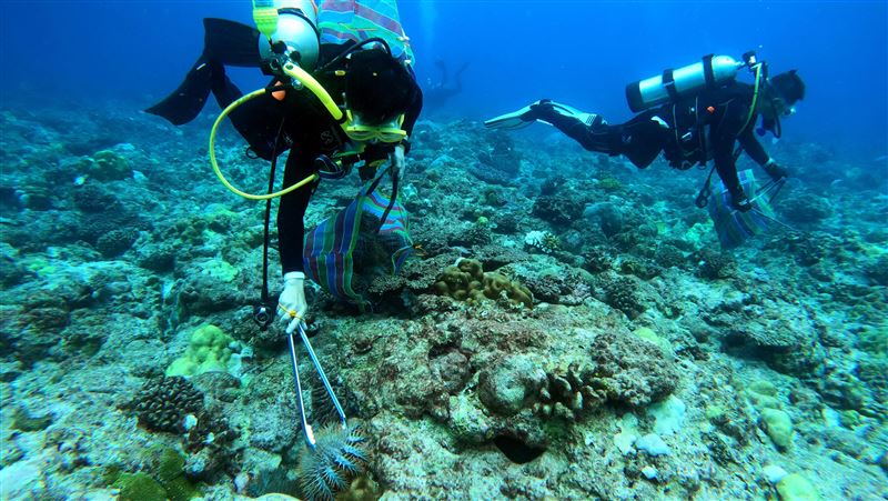 「棘冠海星」入侵！東沙環礁珊瑚面臨浩劫