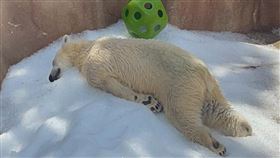 日本,神戶市立王子動物園,北極熊（圖／翻攝自X）