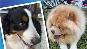 歪著小腦袋，就是對狗主人的完全俘獲。圖/陳素貞攝