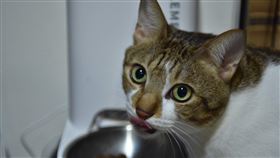 如果貓糧一兩天都基本沒動，甚至完全不吃不喝，最好馬上帶貓咪去看醫生。圖/讀者提供