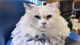 貓界仙女貓──布偶貓，一直都挺受歡迎的。圖/讀者提供