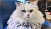 貓界仙女「布偶貓」為何凡夫俗子不敢要？