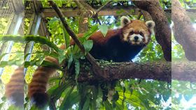 台北市立動物園小貓熊「Yaya」病逝。（圖／翻攝自台北市立動物園官網）