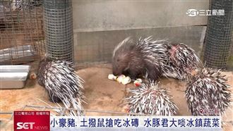 涼一夏！綠世界生態農場為動物消暑出妙招