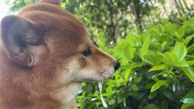 柴犬「甲方」聞路邊草叢突口吐白沫。（圖／翻攝自抖音）