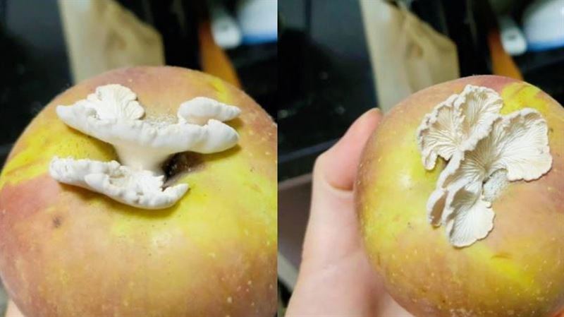 蘋果長出蘑菇　專家高價收購：有研究價值