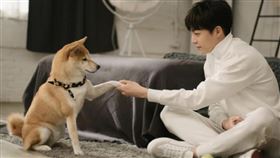 狗狗有豐富的肢體語言和眼神，用各種行為來與主人們溝通。圖/取自微博@陳立農