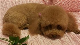 養隻汪星人，有人是為了陪伴自己。圖／讀者提供