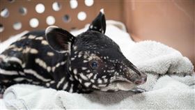 北市動物園馬來貘添新成員台北市立動物園15日表示，園內馬來貘「貘莉」上午產下寶寶（圖），是小男生，一下就喝到初乳，被保育員抱出來、秤重及測量時都一臉平靜、不吵不鬧，個性似乎很淡定。（台北市立動物園提供）中央社記者陳怡璇傳真  113年7月15日