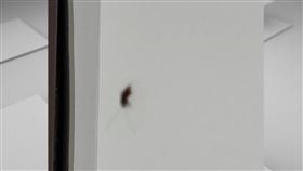 飯店驚見超大蟑螂，讓一家人徹夜難眠。（圖／翻攝畫面）