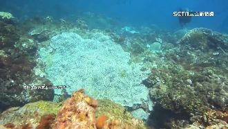 珊瑚陷「暖化浩劫」　恆春小琉球大片白化