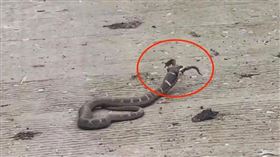 中國遊客拍到「玄幻神獸」嚇傻！近照曝光