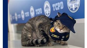貓警長太萌民眾搶看！警急訂：嚕貓4守則