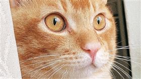 請問鏟屎官，高冷傲嬌的貓主子愛你嗎？圖/讀者提供