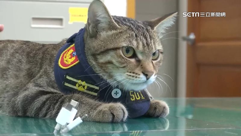 台中貓警長「伍丼么」爆紅1年多,收穫許多粉絲。(圖/資料照)