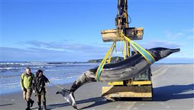 鏟齒中喙鯨，全世界罕見，紐西蘭南島沙灘。（圖／美聯社／達志影像）