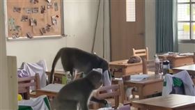 獼猴,鼓山高中,入侵,暑期輔導