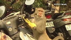 南壽山猴.凶1800