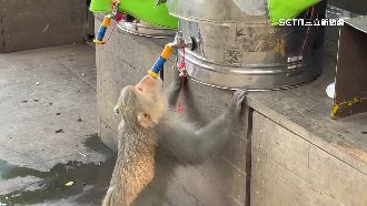 獨／猴「狂吸」水管討水喝　學人開水龍頭
