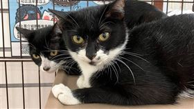 新北動保處,開罰,棄養,小貓,九萬,