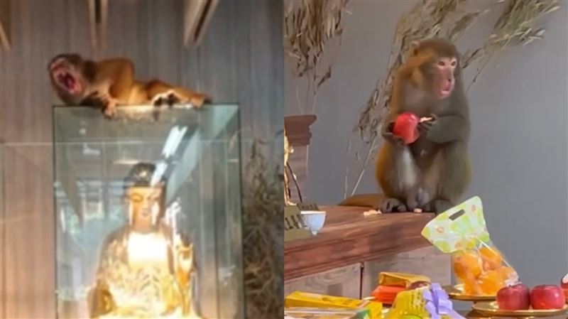 二殯遭猴子闖入畫面曝　趴佛上嗑供品打盹
