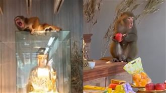 二殯遭猴子闖入畫面曝　趴佛上嗑供品打盹