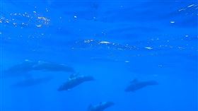  罕見瓜頭鯨群，圖/翻攝自多羅滿賞鯨FB