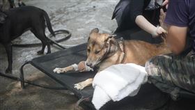 溯源系統,寵物,飼料,食品