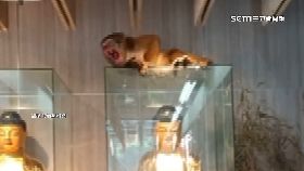 A猴子闖二.殯2401