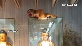 猴闖二殯打盹吃供品　管理處：已設誘捕籠