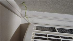 日本網友突然發現，家中冷氣機長出一根植物。（圖／翻攝自X）