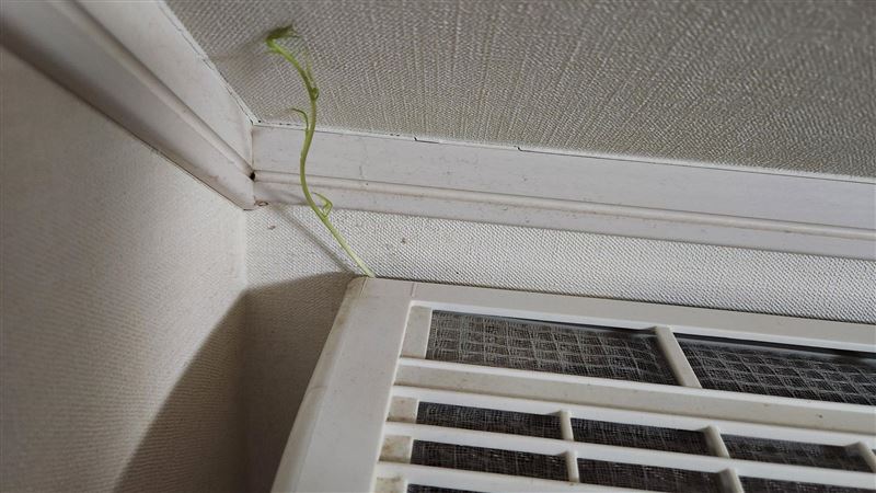 冷氣「長草」還能吹　專家認證：很罕見