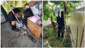 台南,蛇窟,安南區,臭青母,王錦蛇